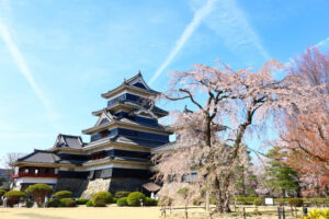 春の長野、美しい時を刻む 国宝松本城と桜のコラボレーション